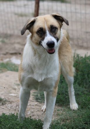 Jeanie, geb. ca. 05/2023, lebt in GRIECHENLAND, im städt. Tierheim Serres