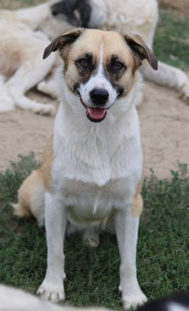 Jeanie, geb. ca. 05/2023, lebt in GRIECHENLAND, im städt. Tierheim Serres