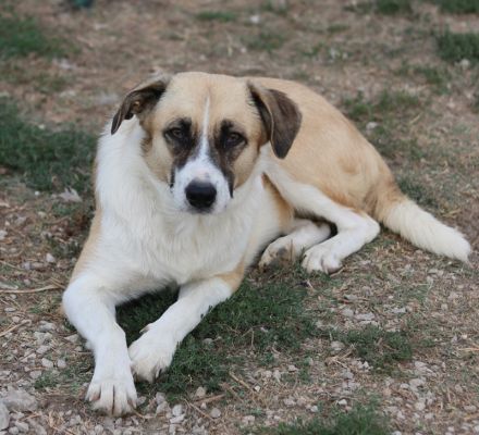 Jeanie, geb. ca. 05/2023, lebt in GRIECHENLAND, im städt. Tierheim Serres