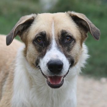 Jeanie, geb. ca. 05/2023, lebt in GRIECHENLAND, im städt. Tierheim Serres