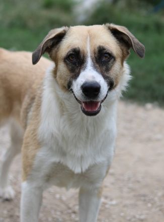 Jeanie, geb. ca. 05/2023, lebt in GRIECHENLAND, im städt. Tierheim Serres