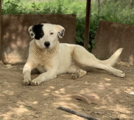 Joy, geb. ca. 06/2023, lebt in GRIECHENLAND, auf einer privaten Pflegestelle