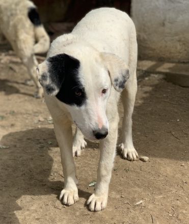 Joy, geb. ca. 06/2023, lebt in GRIECHENLAND, auf einer privaten Pflegestelle