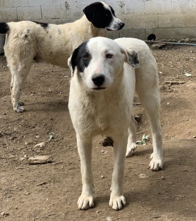 Joy, geb. ca. 06/2023, lebt in GRIECHENLAND, auf einer privaten Pflegestelle