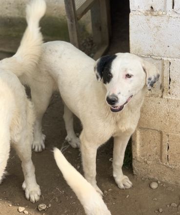 Joy, geb. ca. 06/2023, lebt in GRIECHENLAND, auf einer privaten Pflegestelle