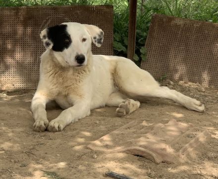 Joy, geb. ca. 06/2023, lebt in GRIECHENLAND, auf einer privaten Pflegestelle