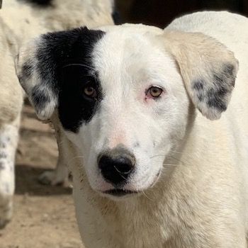 Joy, geb. ca. 06/2023, lebt in GRIECHENLAND, auf einer privaten Pflegestelle