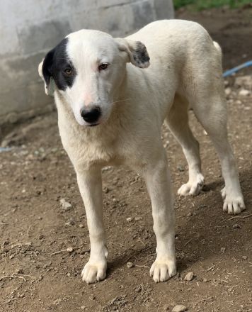 Joy, geb. ca. 06/2023, lebt in GRIECHENLAND, auf einer privaten Pflegestelle