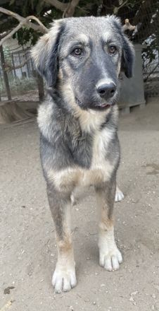 Karla, geb. ca. 03/2023, lebt in GRIECHENLAND, im städt. Tierheim Serres