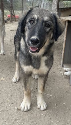 Karla, geb. ca. 03/2023, lebt in GRIECHENLAND, im städt. Tierheim Serres