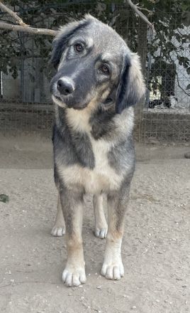 Karla, geb. ca. 03/2023, lebt in GRIECHENLAND, im städt. Tierheim Serres