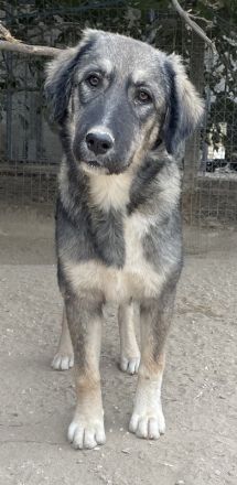 Karla, geb. ca. 03/2023, lebt in GRIECHENLAND, im städt. Tierheim Serres