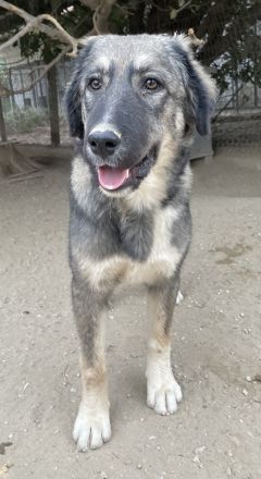 Karla, geb. ca. 03/2023, lebt in GRIECHENLAND, im städt. Tierheim Serres