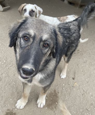 Karla, geb. ca. 03/2023, lebt in GRIECHENLAND, im städt. Tierheim Serres