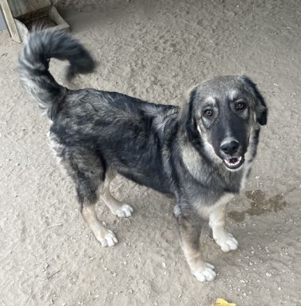 Karla, geb. ca. 03/2023, lebt in GRIECHENLAND, im städt. Tierheim Serres