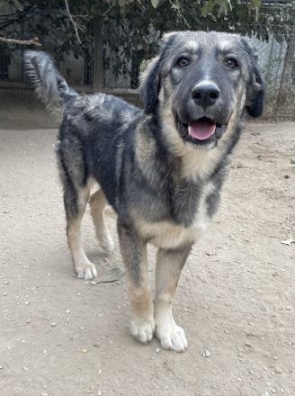 Karla, geb. ca. 03/2023, lebt in GRIECHENLAND, im städt. Tierheim Serres