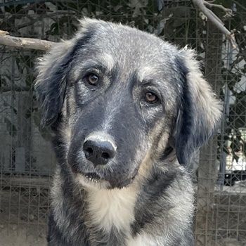 Karla, geb. ca. 03/2023, lebt in GRIECHENLAND, im städt. Tierheim Serres