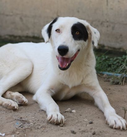 Kiba, geb. ca. 06/2023, lebt in GRIECHENLAND, auf einer privaten Pflegestelle