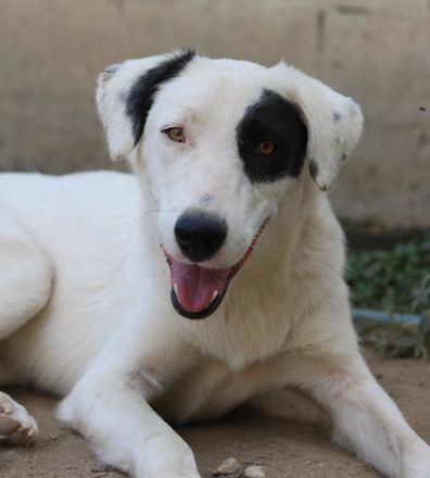 Kiba, geb. ca. 06/2023, lebt in GRIECHENLAND, auf einer privaten Pflegestelle