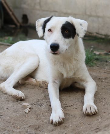 Kiba, geb. ca. 06/2023, lebt in GRIECHENLAND, auf einer privaten Pflegestelle