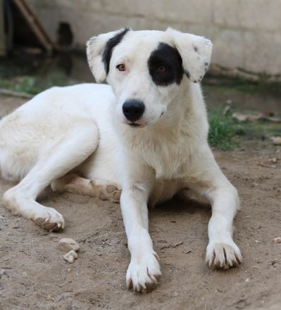 Kiba, geb. ca. 06/2023, lebt in GRIECHENLAND, auf einer privaten Pflegestelle