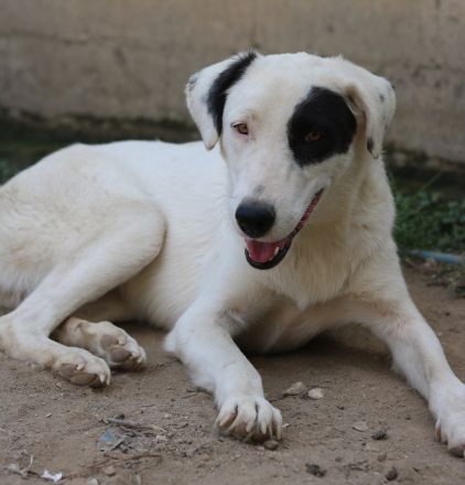 Kiba, geb. ca. 06/2023, lebt in GRIECHENLAND, auf einer privaten Pflegestelle