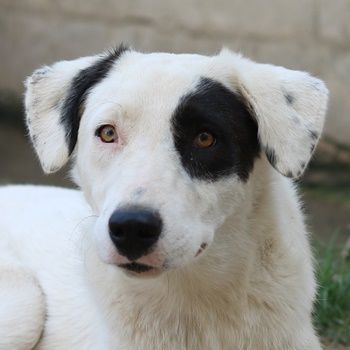 Kiba, geb. ca. 06/2023, lebt in GRIECHENLAND, auf einer privaten Pflegestelle