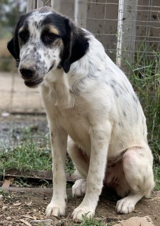 Lemon, geb. ca. 02/2023, lebt in GRIECHENLAND, auf einer privaten Pflegestelle