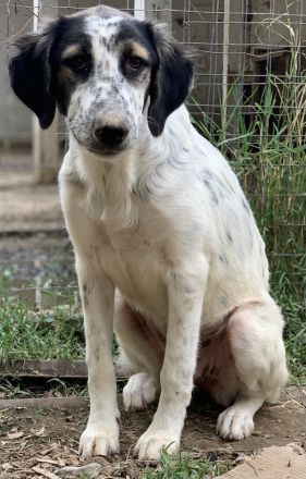 Lemon, geb. ca. 02/2023, lebt in GRIECHENLAND, auf einer privaten Pflegestelle
