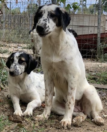 Lemon, geb. ca. 02/2023, lebt in GRIECHENLAND, auf einer privaten Pflegestelle