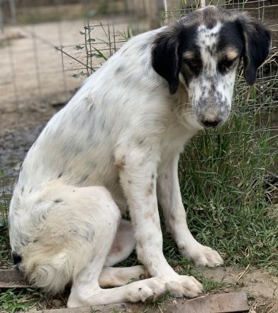 Lemon, geb. ca. 02/2023, lebt in GRIECHENLAND, auf einer privaten Pflegestelle