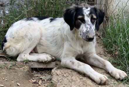 Lemon, geb. ca. 02/2023, lebt in GRIECHENLAND, auf einer privaten Pflegestelle