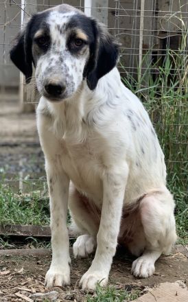 Lemon, geb. ca. 02/2023, lebt in GRIECHENLAND, auf einer privaten Pflegestelle