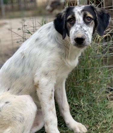 Lemon, geb. ca. 02/2023, lebt in GRIECHENLAND, auf einer privaten Pflegestelle