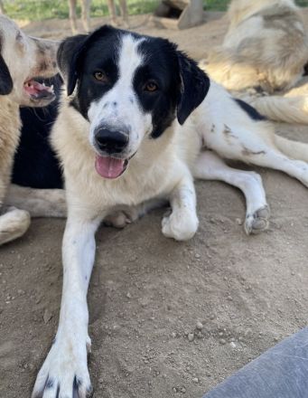 Leoni, geb. ca. 06/2023, lebt in GRIECHENLAND, im städt. Tierheim Serres