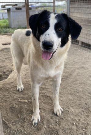 Leoni, geb. ca. 06/2023, lebt in GRIECHENLAND, im städt. Tierheim Serres