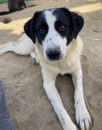 Leoni, geb. ca. 06/2023, lebt in GRIECHENLAND, im städt. Tierheim Serres