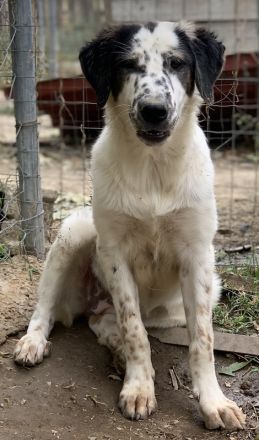 Lime, geb. ca. 02/2023, lebt in GRIECHENLAND, auf einer privaten Pflegestelle