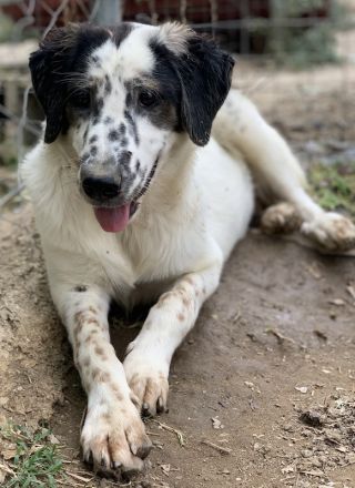 Lime, geb. ca. 02/2023, lebt in GRIECHENLAND, auf einer privaten Pflegestelle