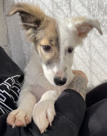 Motti, geb. ca. 07/2023, lebt in GRIECHENLAND, im städt. Tierheim Serres