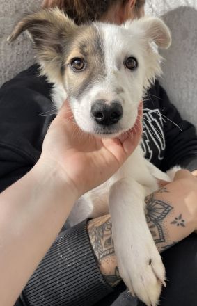 Motti, geb. ca. 07/2023, lebt in GRIECHENLAND, im städt. Tierheim Serres