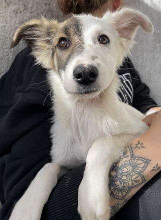 Motti, geb. ca. 07/2023, lebt in GRIECHENLAND, im städt. Tierheim Serres