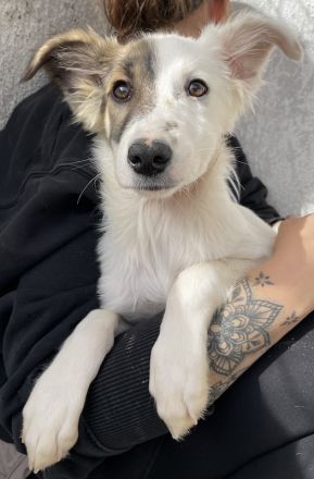 Motti, geb. ca. 07/2023, lebt in GRIECHENLAND, im städt. Tierheim Serres