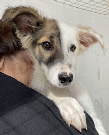 Motti, geb. ca. 07/2023, lebt in GRIECHENLAND, im städt. Tierheim Serres