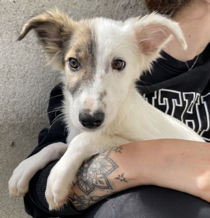 Motti, geb. ca. 07/2023, lebt in GRIECHENLAND, im städt. Tierheim Serres