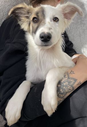 Motti, geb. ca. 07/2023, lebt in GRIECHENLAND, im städt. Tierheim Serres