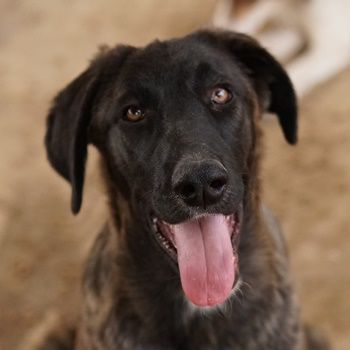 Niabi, geb. ca. 05/2023, lebt in GRIECHENLAND, auf einer privaten Pflegestelle