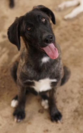 Niabi, geb. ca. 05/2023, lebt in GRIECHENLAND, auf einer privaten Pflegestelle