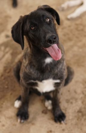 Niabi, geb. ca. 05/2023, lebt in GRIECHENLAND, auf einer privaten Pflegestelle