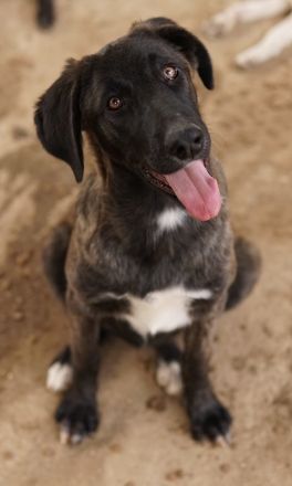 Niabi, geb. ca. 05/2023, lebt in GRIECHENLAND, auf einer privaten Pflegestelle